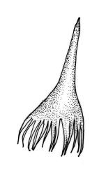 Crosbya straminea, calyptra. Drawn from A.J. Fife 5245, CHR 103507, and J.E. Beever 31-7, CHR 406187.
 Image: R.C. Wagstaff © Landcare Research 2017 